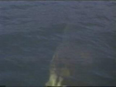 The Beast promises ...