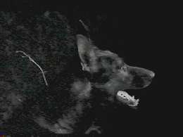 Look *cough*, a wolf!