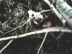 Abe pays the price for trying to rip-off Washingtons "Chopping down the Cherry Tree" bit.