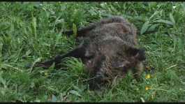 A dead boar.  Insert your own joke.