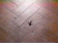 The principle example of the films dense symbolism entails the appearance of roaches...