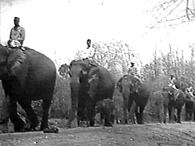 A typical scene from Jungle Hell.