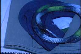 Fans believe that elements of Gold of the Amazon Women were blatently ripped-off in Raiders of the Lost Ark.