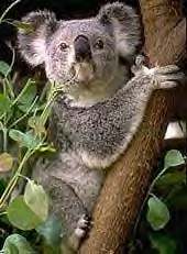 I kid Australia, but I've always dug koalas.  They're cool!