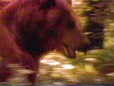 Embarrassed Actors Series: #4 - Bart the Bear