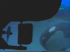 Nora the Whale runs into the ships propeller. This is the smartest animal in the world?