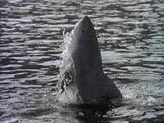 ...sending it flying high into the air. Wheee!