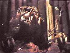 The startlingly realistic prop that brings Baby Bear to life. 