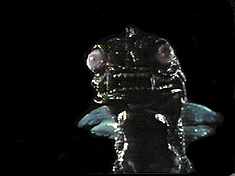 This awesome, cutting-edge display of special f/x is sure to chill the blood of any viewer still awake to see it.