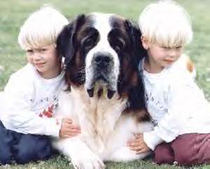 Coolist dog?  The Saint Bernard!  And this one's from Australia.  Really!
