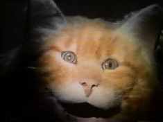 Second stage: Shift to startlingly real Cat Puppet.