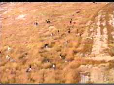 A search party turned up no trace of the missing logic in Wheels of Terror.